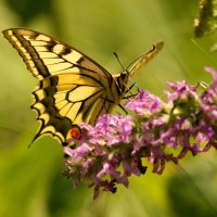 бабочки середины лета 10 :: Александр Прокудин бабочки середины лета 10 :: Александр Прокудин