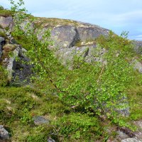Северная березка :: Андрей Зайцев Северная березка :: Андрей Зайцев