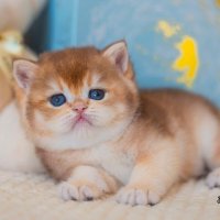 Плюшевый кот :: Ольга Кошевая