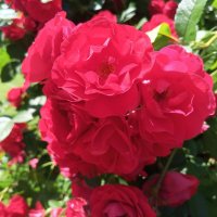 Розы :: Сапсан 