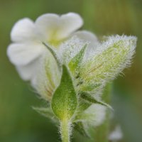 Роса....смолёвка :: Надежда Куркина 