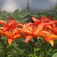 Рыжий июль :: Наталья Герасимова