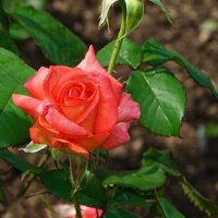 Лето и цветы. :: Милешкин Владимир Алексеевич Лето и цветы. :: Милешкин Владимир Алексеевич