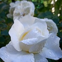 *** :: Светлана Кузнецова