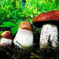 Июль...Лесные крепыши! :: Владимир 