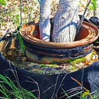 Чудо природы! В колесе - осинки! :: Владимир 