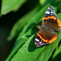 Макро мир вокруг нас... :: Николай Саржанов