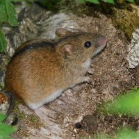 Полевая мышь :: Лина 