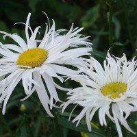Ромашки :: Рита Симонова