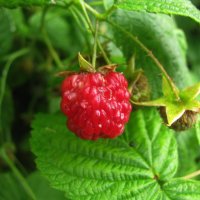 Малина поспевает :: Людмила Смородинская