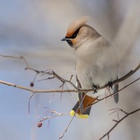 Свиристель :: Виктор Иванович Чернюк