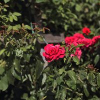 Красавица :: Юрий Гайворонскiий