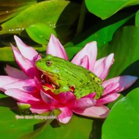 Лягушка царевна на троне ждет принца! :: Ольга Митрофанова