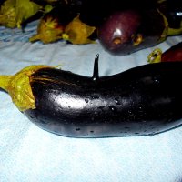 Баклажан с шипом :: Константин Штарк