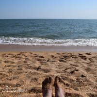Природа Крыма :: Amazing Cosmea