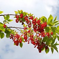 Про черёмуху... :: Андрей Заломленков