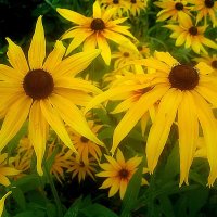 Солнечные :: Елена Семигина Солнечные :: Елена Семигина