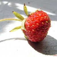 И о клубничке... :: Андрей Заломленков