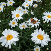 Бабочка крапивница и ромашки :: Александр Синдерёв