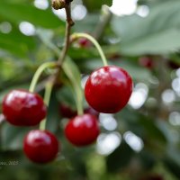 Ягоды вишни на ветке :: Александр Синдерёв