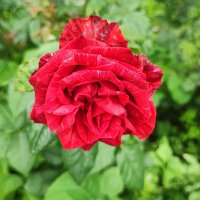 ,,, :: Сергей Тимоновский