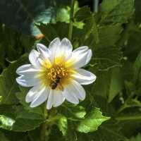 За нектаром :: Валентин Семчишин За нектаром :: Валентин Семчишин