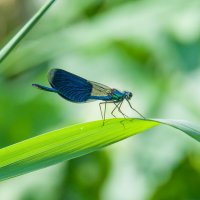 Стрекоза все лето пела.... :: Sergey (Apg)