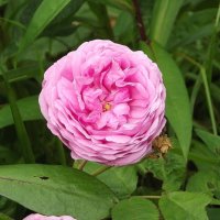 Роза :: Freddy 97