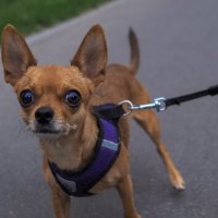 Кроха :: юрий поляков Кроха :: юрий поляков