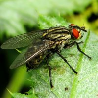 Муха :: Андрей Снегерёв Муха :: Андрей Снегерёв