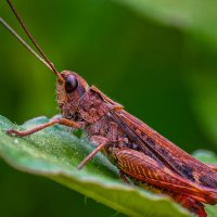 Коричневый кузнечик :: Aleksey Afonin