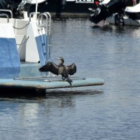 Баклан :: Алексей .