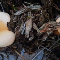 лесное :: Елена Шаламова