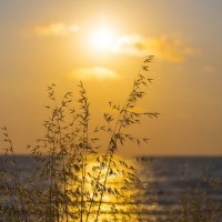 Золотой вечер :: Светлана Тихонина