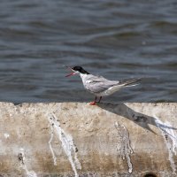 Крачка :: Barguzin_45 Иваныч Крачка :: Barguzin_45 Иваныч