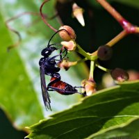 Жук наездник Рисса :: Laryan1 