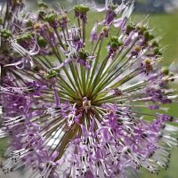 Лук декоративный. :: Лилия *