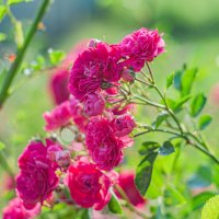 Дачные красоты :: Александр Филатов