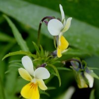 Фиалка полевая :: Наталья Лунева 