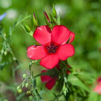 Дачная красота (Лён крупноцветковый) :: Александр Филатов