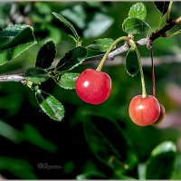 Июль — макушка лета... :: Aquarius - Сергей