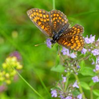 бабочки середины лета 13 :: Александр Прокудин бабочки середины лета 13 :: Александр Прокудин