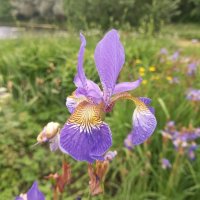 Ирис :: Сапсан 