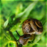 Это рога — у того, у кого надо рога! (С) :: AZ east3