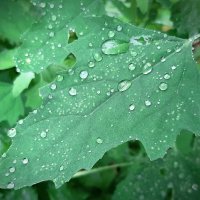 Капли :: Наталья Герасимова