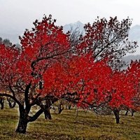 ПО НИЗАМ. :: Виктор Осипчук