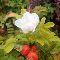 белая Роза Ругоза :: Сергей Кочнев