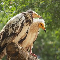 Египетский стервятник :: SanSan 