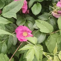 лето 2025 :: Анастасия Малыгина лето 2025 :: Анастасия Малыгина