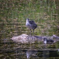Лысушата :: Сергей Цветков Лысушата :: Сергей Цветков